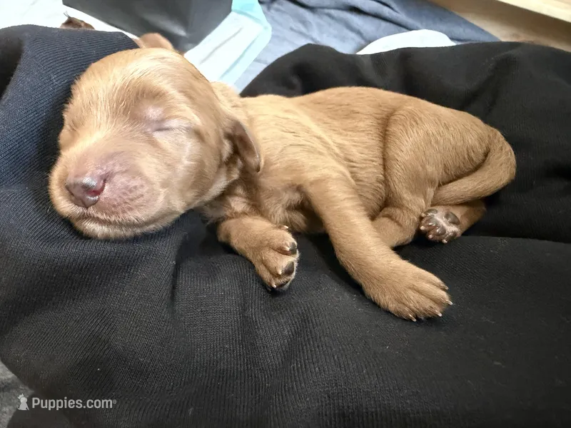 Delilah – Goldendoodle puppy for sale in Rialto, CA