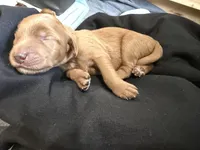 Delilah, a female Goldendoodle for sale in Rialto, CA – Photo 2 of 2