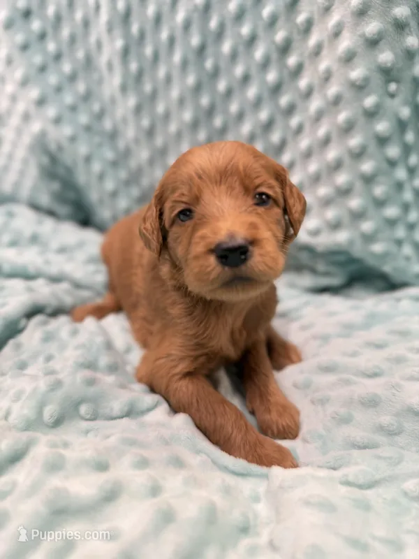 Delilah – Goldendoodle puppy for sale in Rialto, CA