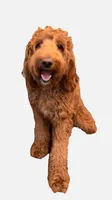 Blue, a female Goldendoodle for sale in Rialto, CA – 2 of 4