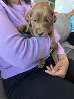 Green Lantern, a male Goldendoodle for sale in Rialto, CA – 4 of 7