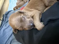 Daisy , a female Goldendoodle for sale in Rialto, CA – Photo 4 of 4