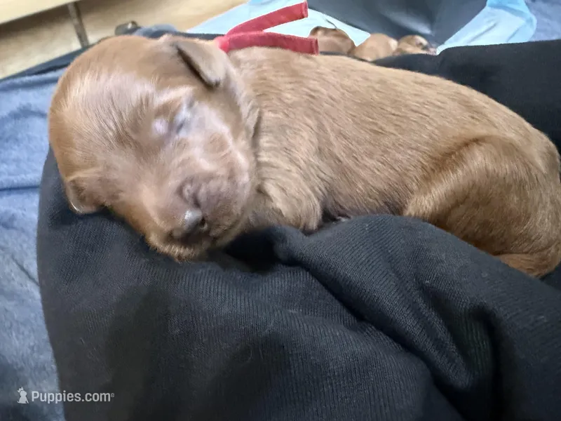 Daisy  – Goldendoodle puppy for sale in Rialto, CA