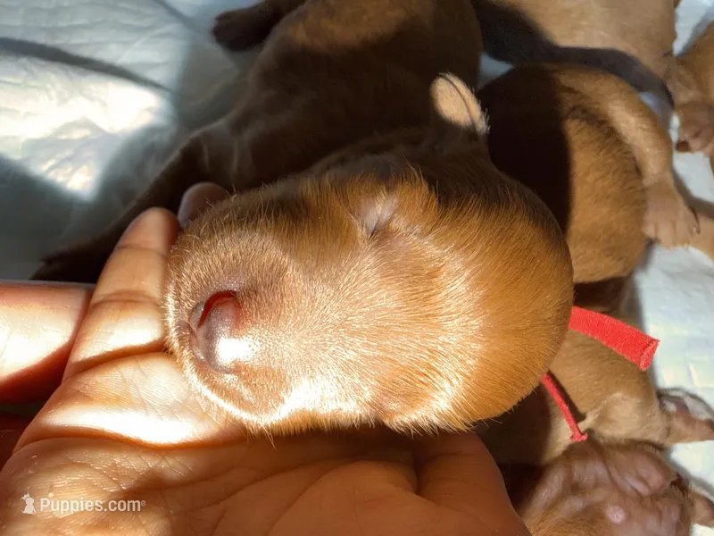 Daisy  – Goldendoodle puppy for sale in Rialto, CA