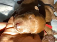 Daisy , a female Goldendoodle for sale in Rialto, CA – Photo 2 of 4