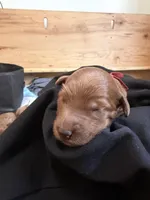 Daisy , a female Goldendoodle for sale in Rialto, CA – Photo 3 of 4