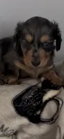 Cash, a male Miniature Dachshund for sale in Crossville, TN – 2 of 4