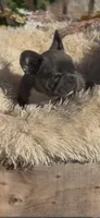 Louie, a male French Bulldog for sale in Crossville, TN – 4 of 6