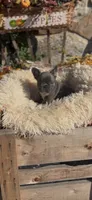 Louie, a male French Bulldog for sale in Crossville, TN – 6 of 6