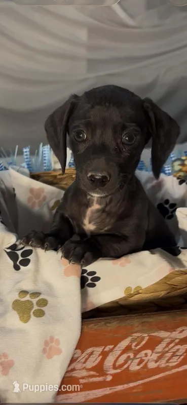 Oscar – Miniature Dachshund puppy for sale in Crossville, TN