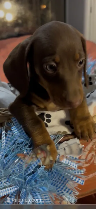 Peanut – Miniature Dachshund puppy for sale in Crossville, TN