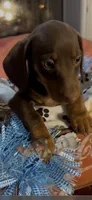 Peanut, a male Miniature Dachshund for sale in Crossville, TN – 1 of 2