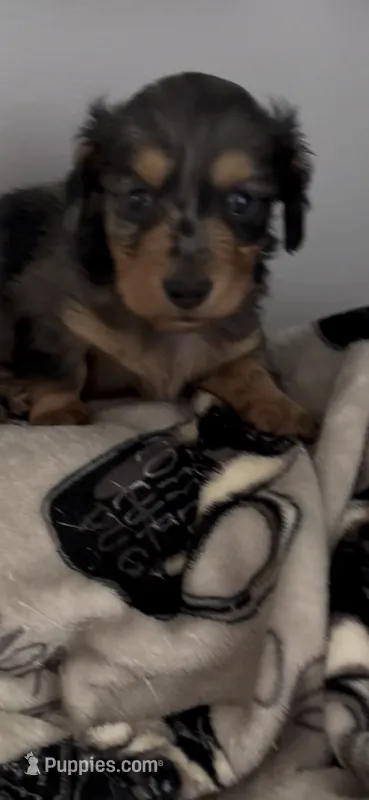 Cash – Miniature Dachshund puppy for sale in Crossville, TN