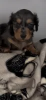 Cash, a male Miniature Dachshund for sale in Crossville, TN – 1 of 4
