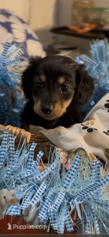 Archie – Miniature Dachshund puppy for sale in Crossville, TN