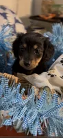 Archie, a male Miniature Dachshund for sale in Crossville, TN – 1 of 4