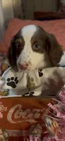 Dolly, a female Miniature Dachshund for sale in Crossville, TN – 3 of 3