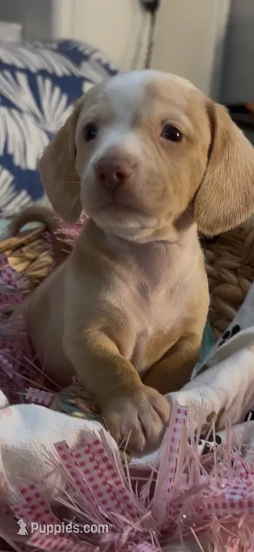 Honey – Miniature Dachshund puppy for sale in Crossville, TN