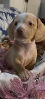 Honey, a female Miniature Dachshund for sale in Crossville, TN – 1 of 5