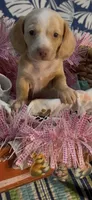 Honey, a female Miniature Dachshund for sale in Crossville, TN – 4 of 5