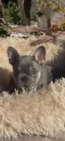 Luka, a male French Bulldog for sale in Crossville, TN – 4 of 4