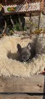 Pachino, a male French Bulldog for sale in Crossville, TN – 2 of 3