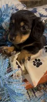 Archie, a male Miniature Dachshund for sale in Crossville, TN – 2 of 4