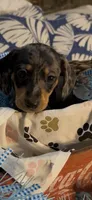 Milo, a male Miniature Dachshund for sale in Crossville, TN – 2 of 5