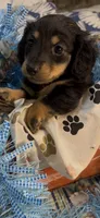 Archie, a male Miniature Dachshund for sale in Crossville, TN – 3 of 4