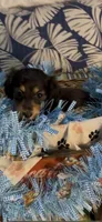 Ollie, a male Miniature Dachshund for sale in Crossville, TN – 3 of 4
