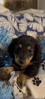 Archie, a male Miniature Dachshund for sale in Crossville, TN – 4 of 4