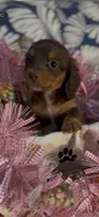 Harper, a female Miniature Dachshund for sale in Crossville, TN – 2 of 3