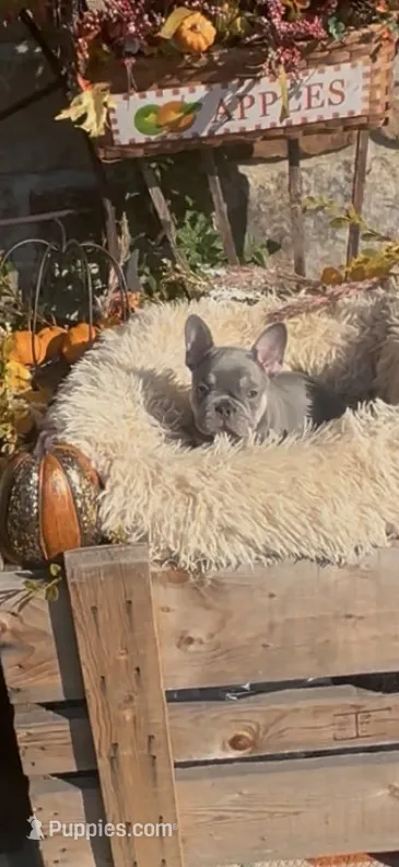 Luka – French Bulldog puppy for sale in Crossville, TN