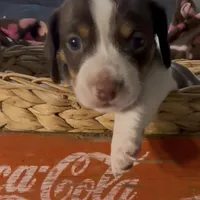 Beans, a male Miniature Dachshund for sale in Crossville, TN – Photo 1 of 5