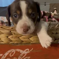 Beans, a male Miniature Dachshund for sale in Crossville, TN – Photo 2 of 5