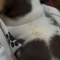 Beans, a male Miniature Dachshund for sale in Crossville, TN – Photo 4 of 5