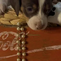 Beans, a male Miniature Dachshund for sale in Crossville, TN – Photo 5 of 5