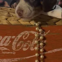 Beans, a male Miniature Dachshund for sale in Crossville, TN – Photo 3 of 5