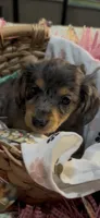 Darla, a female Miniature Dachshund for sale in Crossville, TN – 2 of 3
