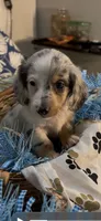 Ziggy, a male Miniature Dachshund for sale in Crossville, TN – 7 of 10