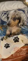Ziggy, a male Miniature Dachshund for sale in Crossville, TN – 1 of 10