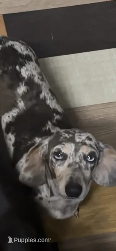 Dora – Miniature Dachshund puppy for sale in Crossville, TN