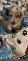 Ziggy, a male Miniature Dachshund for sale in Crossville, TN – 3 of 10