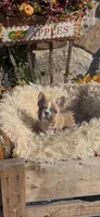 Joleane, a female French Bulldog for sale in Crossville, TN – 4 of 4
