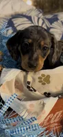 Milo, a male Miniature Dachshund for sale in Crossville, TN – 5 of 5