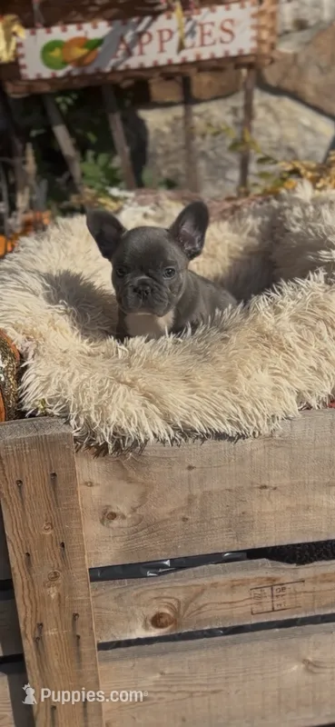 Louie – French Bulldog puppy for sale in Crossville, TN