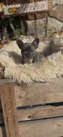 Louie, a male French Bulldog for sale in Crossville, TN – 1 of 6