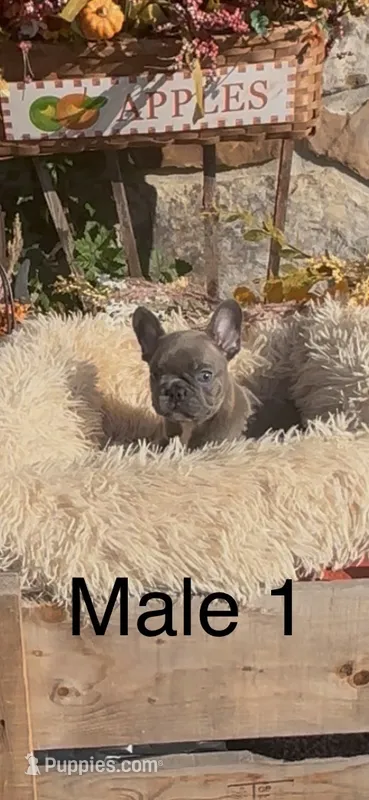 Pachino – French Bulldog puppy for sale in Crossville, TN