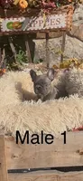 Pachino, a male French Bulldog for sale in Crossville, TN – 1 of 3