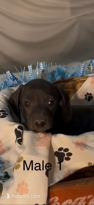 Winston – Miniature Dachshund puppy for sale in Crossville, TN